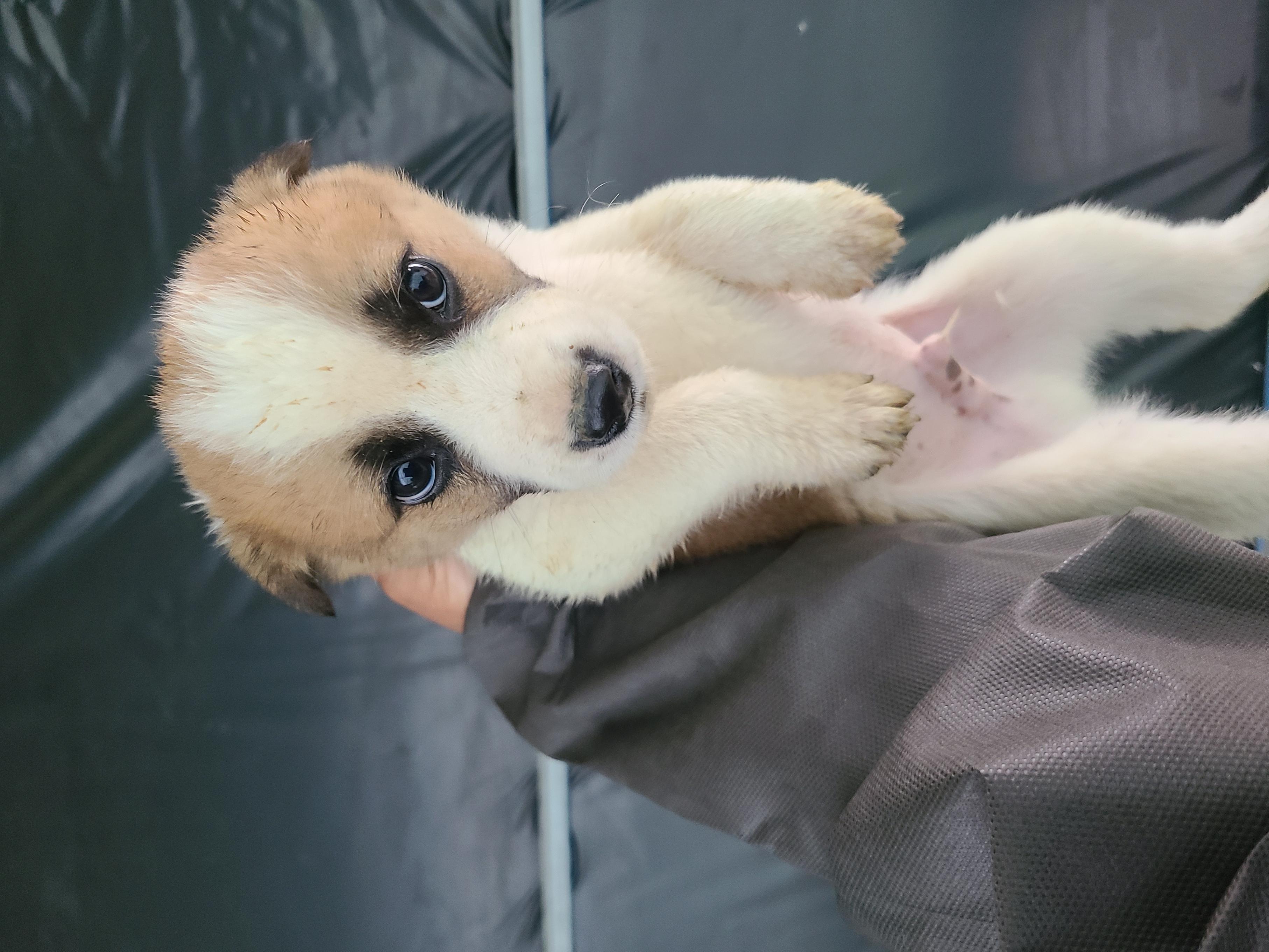 곡성군동물보호소_446486202500056
