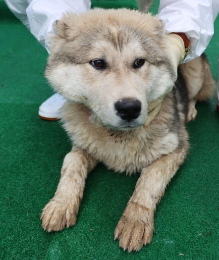 제주 동물보호센터_450650202500911