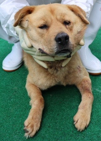 제주 동물보호센터_450650202500910