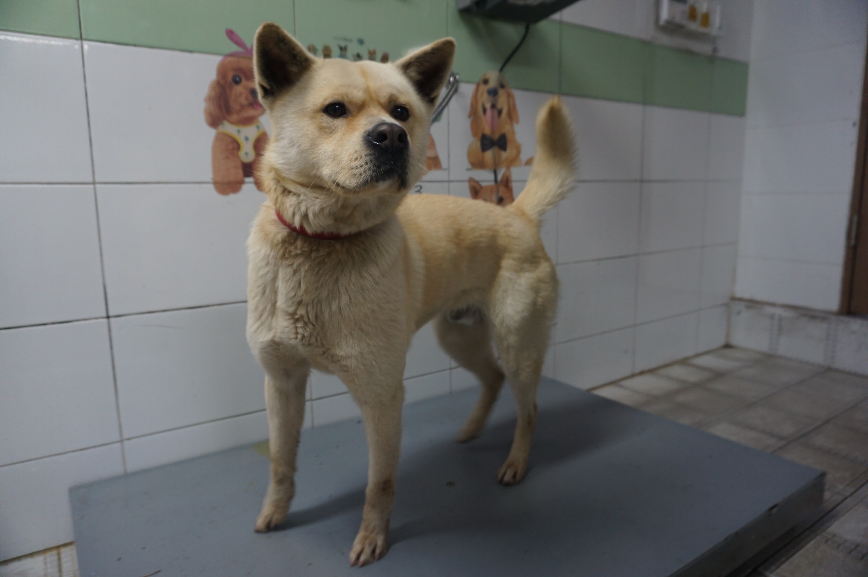 가평군유기동물보호소_441416202500045
