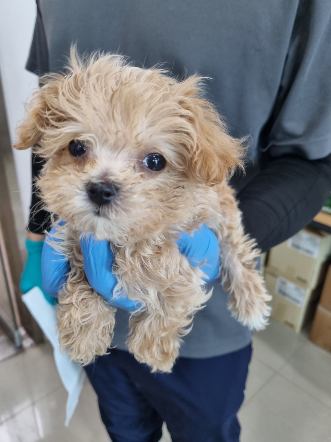 반려동물보호센터_443571202501603