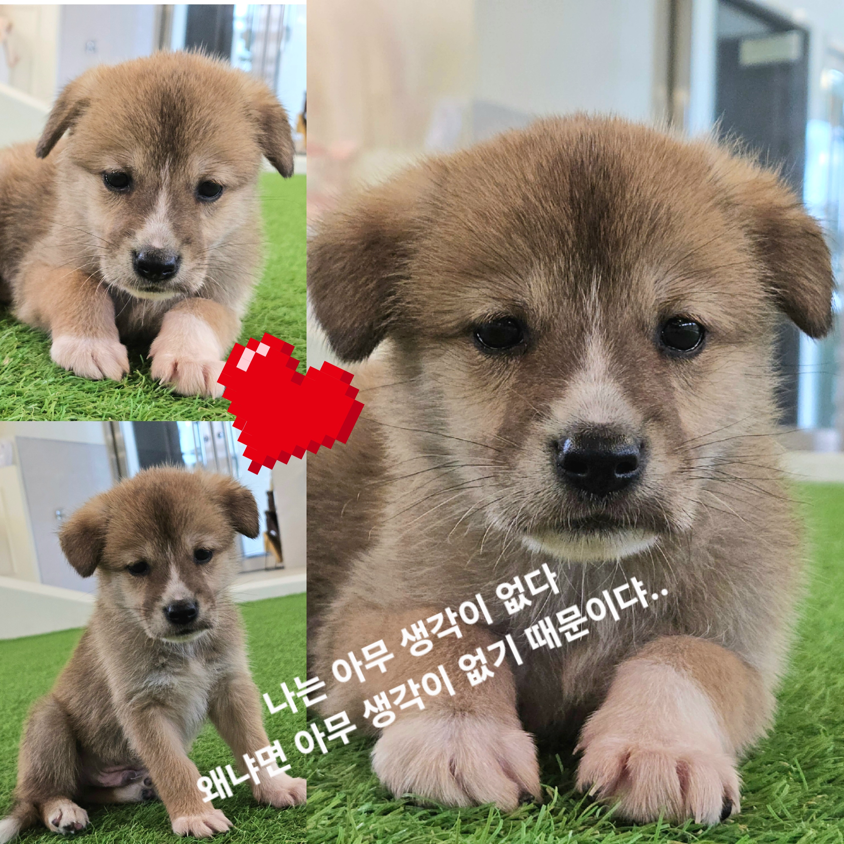 경주동물사랑보호센터_447505202500363