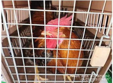 대전동물보호센터_430366202500215