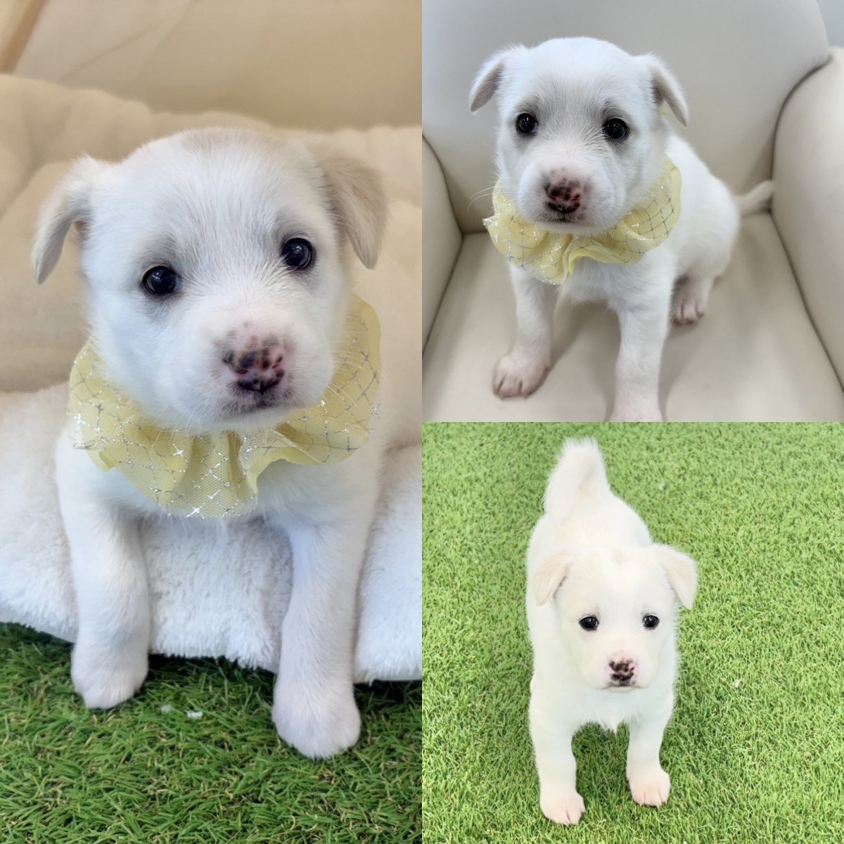 경주동물사랑보호센터_447505202500365