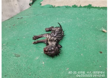 대전동물보호센터_430366202500214