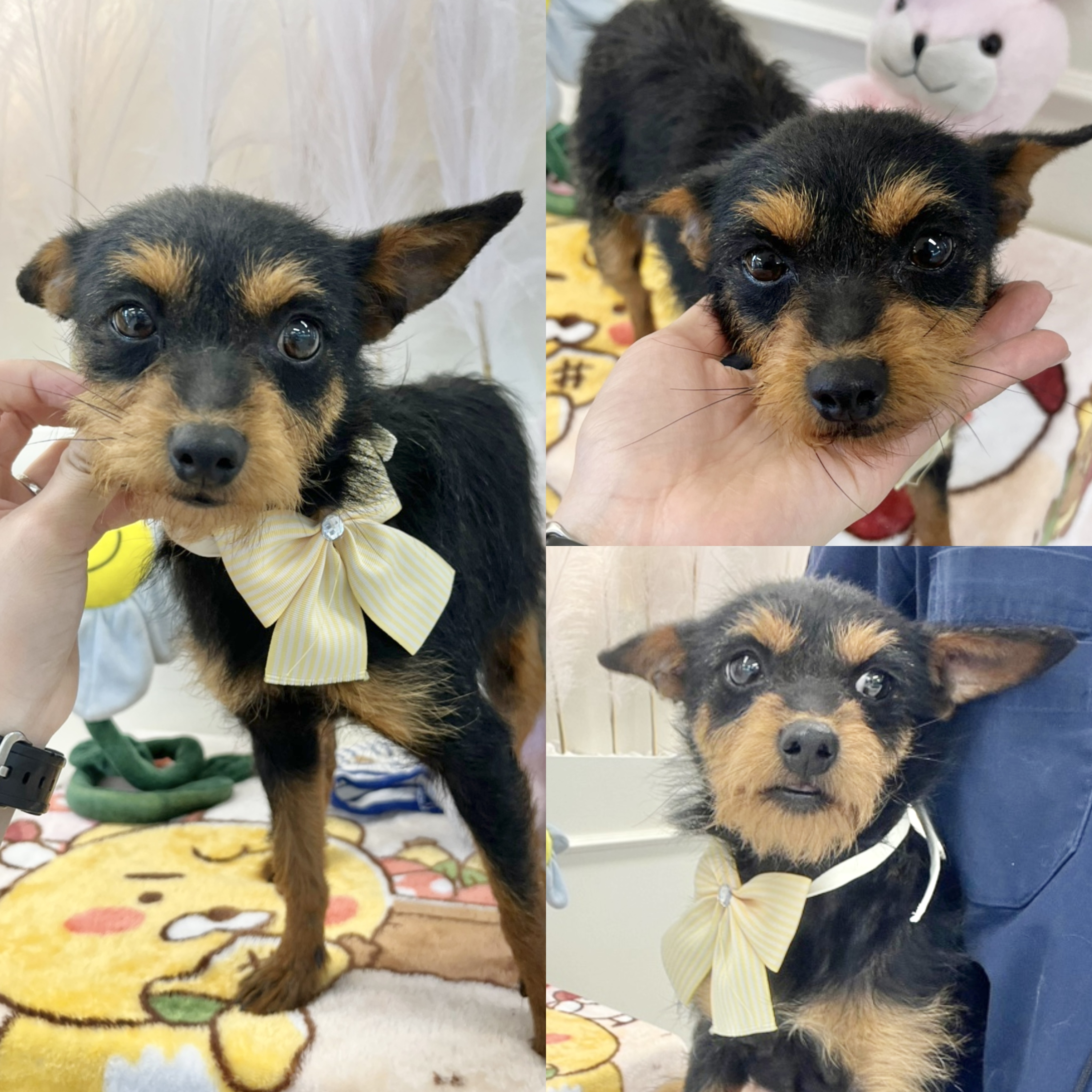 경주동물사랑보호센터_447505202500367