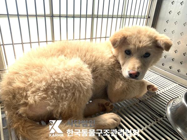 보호중 믹스견의 가…