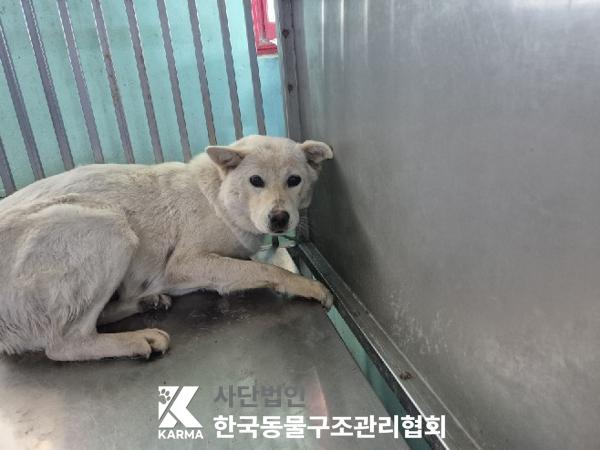 한국동물구조관리협회_441409202500594