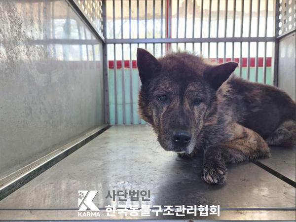 한국동물구조관리협회_411315202500263