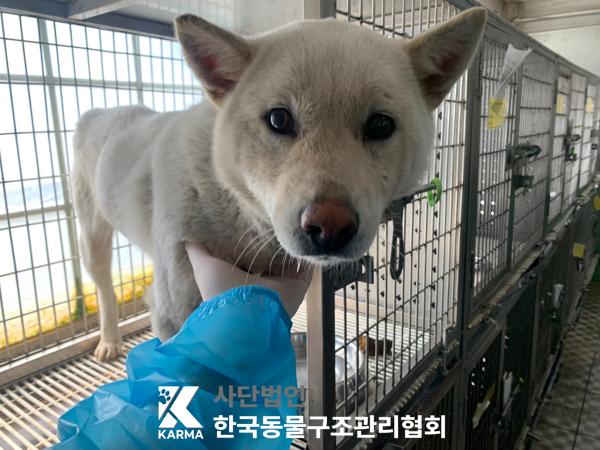 한국동물구조관리협회_441409202500592