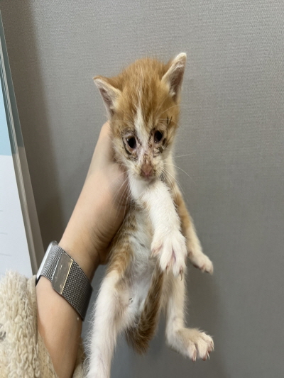 (사)동부동물보호협회_426331202500135