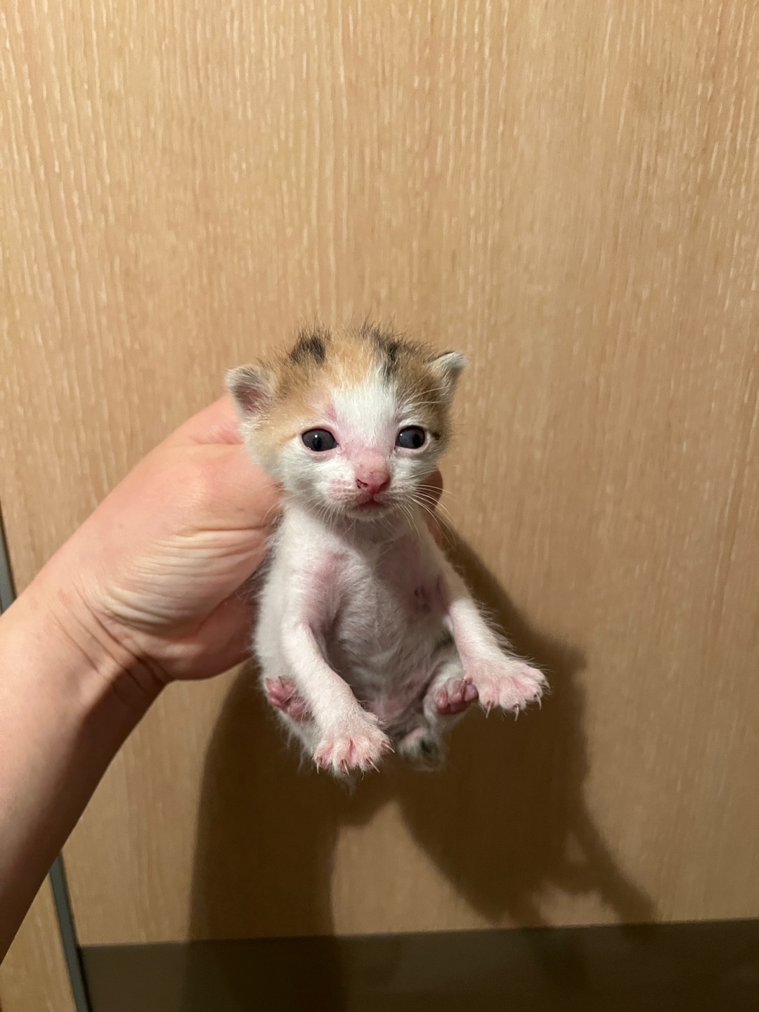 부산동물보호센터_426332202500141
