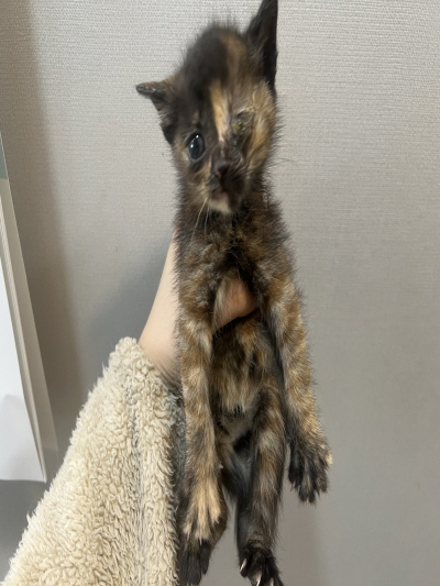(사)동부동물보호협회_426331202500134