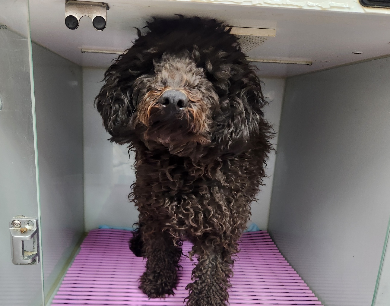 광주TNR동물병원초월_441554202500717