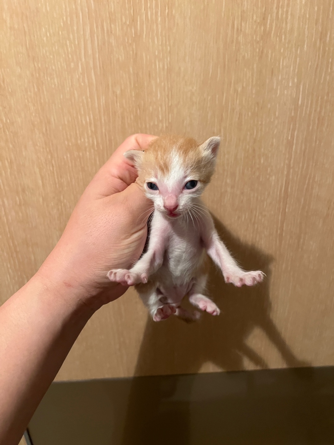 부산동물보호센터_426332202500139