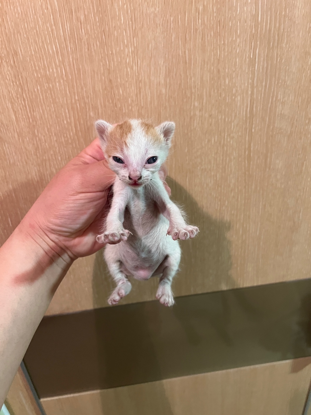 부산동물보호센터_426332202500138
