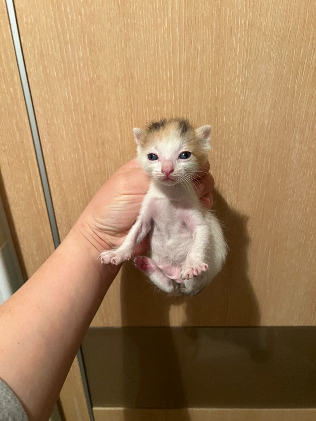부산동물보호센터_426332202500140