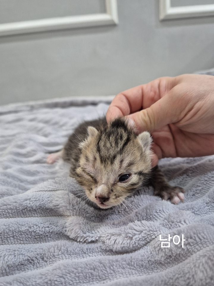 옥천동물병원_443443202500386