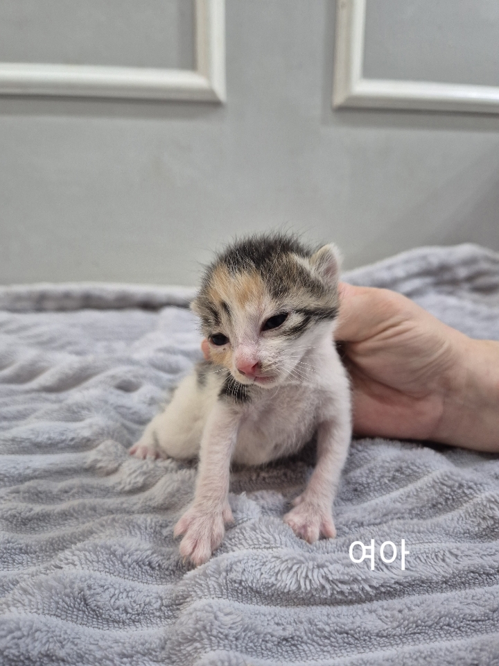 옥천동물병원_443443202500389
