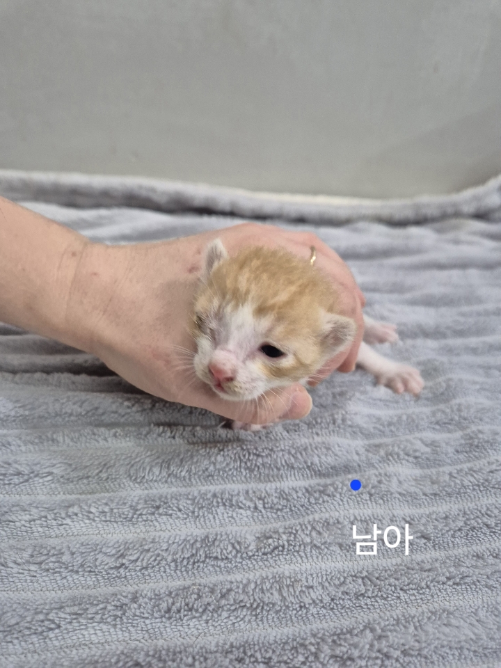 옥천동물병원_443443202500385