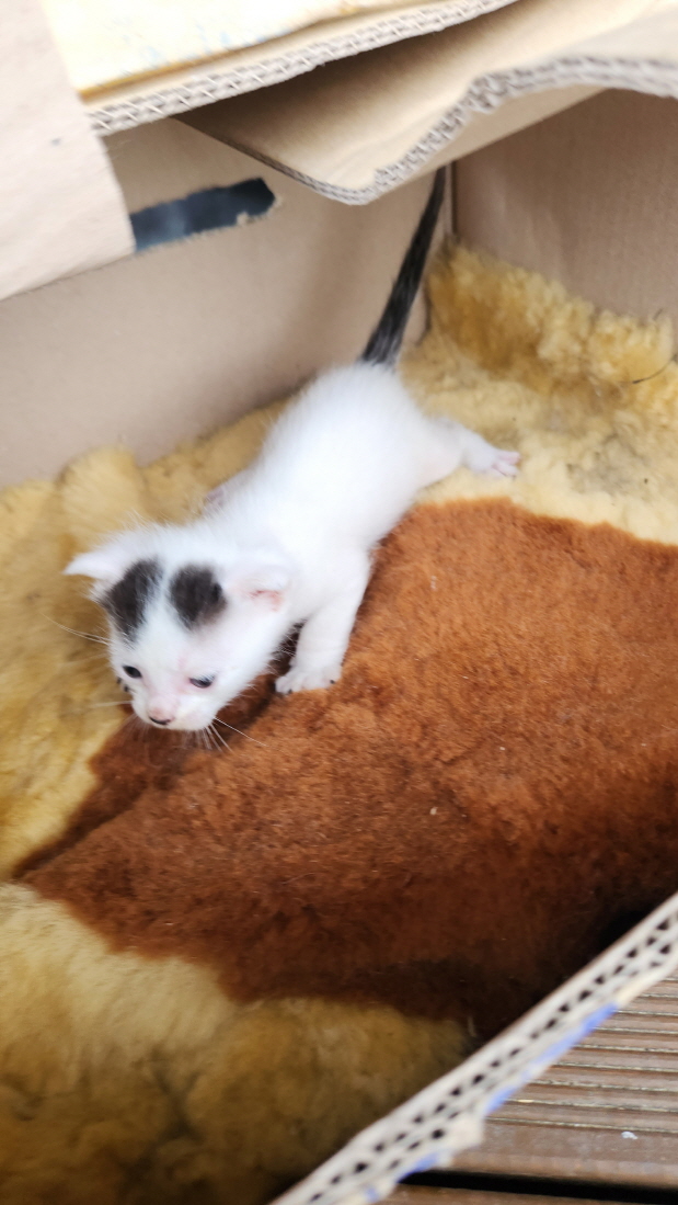 익산유기동물보호소_445468202501069