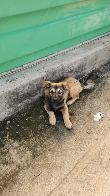 익산유기동물보호소_445468202501072