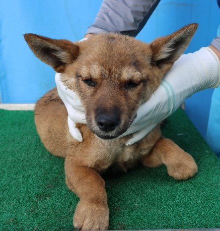 제주 동물보호센터_450650202500915
