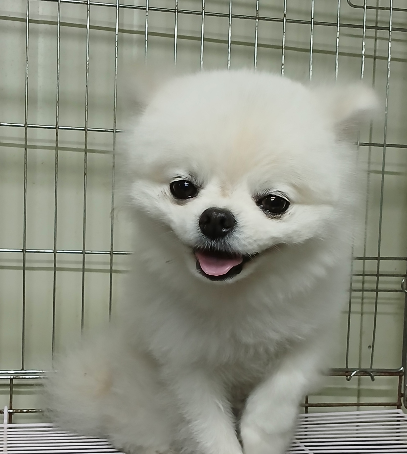 대구유기동물보호센터_427342202500360