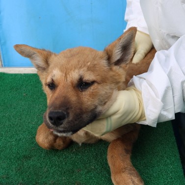 제주 동물보호센터_450650202500917