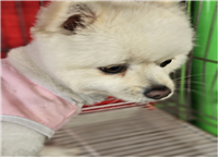 (사)동물보호관리협회_448535202500824
