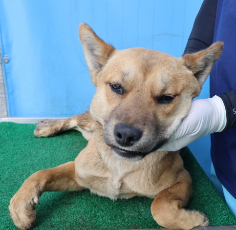 제주 동물보호센터_450650202500921