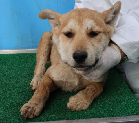 제주 동물보호센터_450650202500914