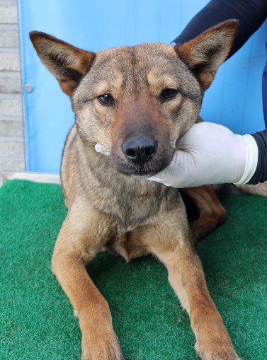 제주 동물보호센터_450650202500916