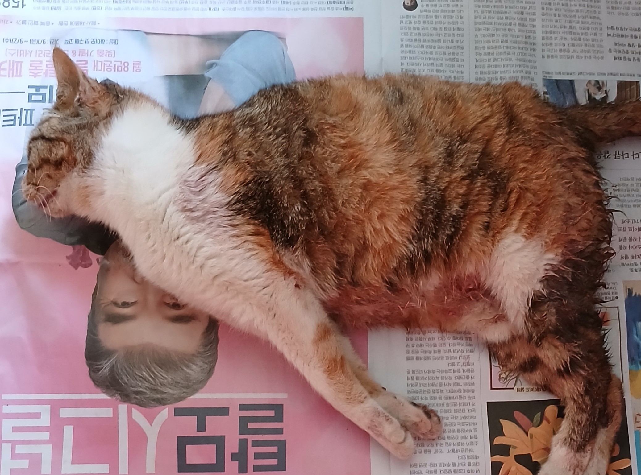 대구유기동물보호센터_427342202500359