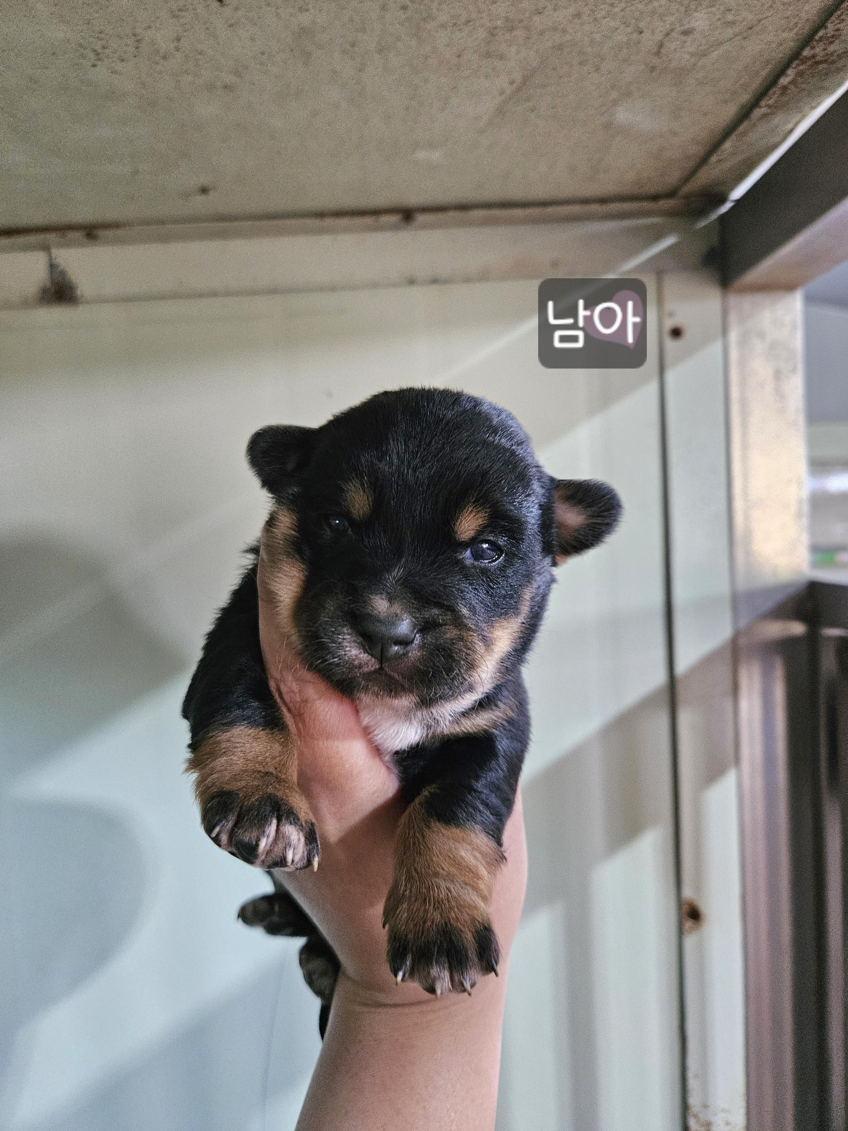디디동물병원_428357202500476