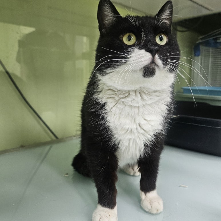 [고양이] 한국 고양이 경기-용인-2025-00080 유기동물 배경 이미지 입니다.