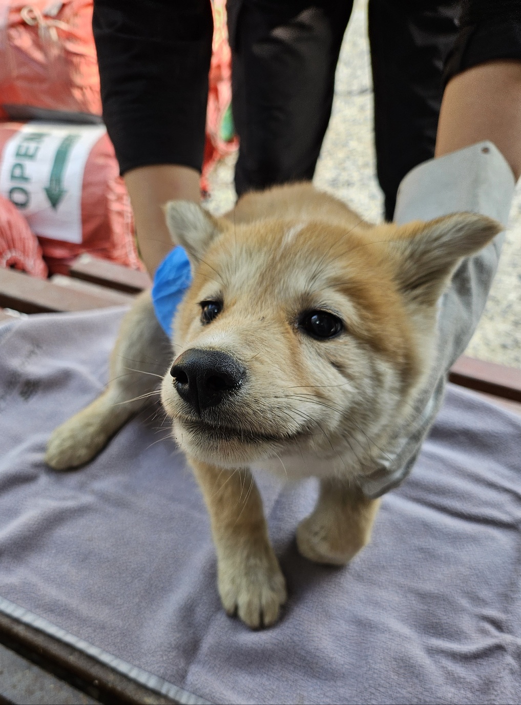 울산유기동물보호센터_431372202500225