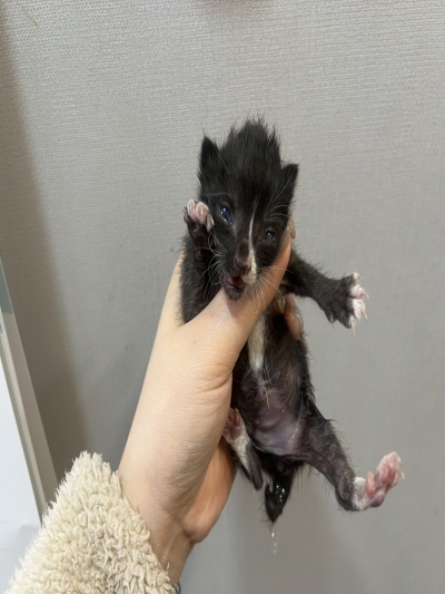 (사)동부동물보호협회_426330202500052