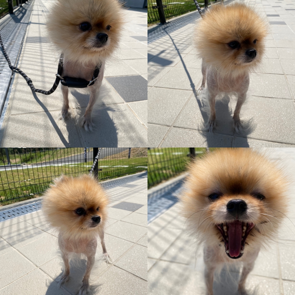 구미시 동물보호센터_447508202500688