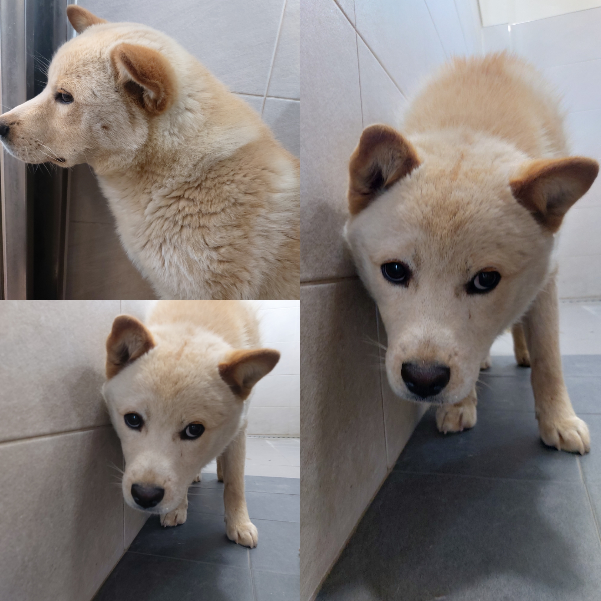 경주동물사랑보호센터_447505202500371