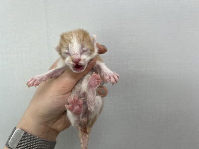 (사)동부동물보호협회_426331202500140