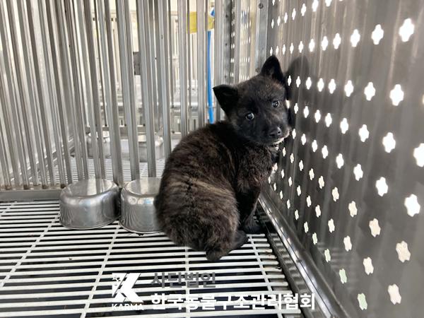 한국동물구조관리협회_441409202500596