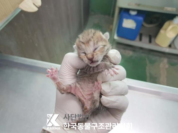 한국동물구조관리협회_441409202500602