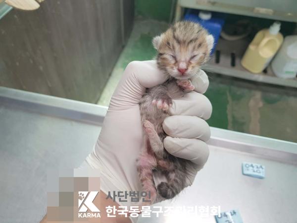한국동물구조관리협회_441409202500603