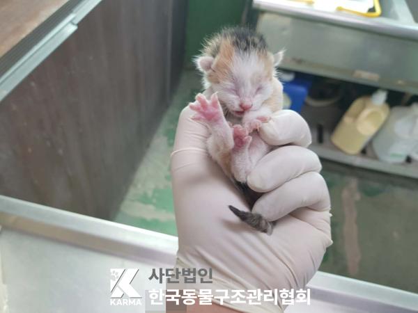 한국동물구조관리협회_441409202500597