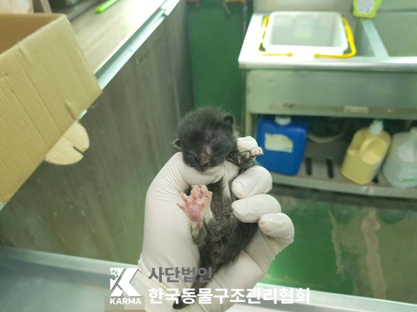한국동물구조관리협회_441409202500605