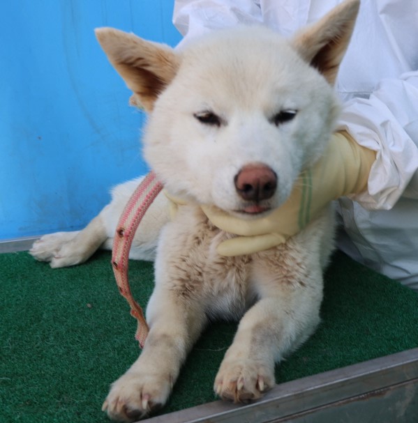 제주 동물보호센터_450650202500926