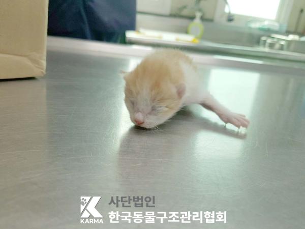 한국동물구조관리협회_441409202500601
