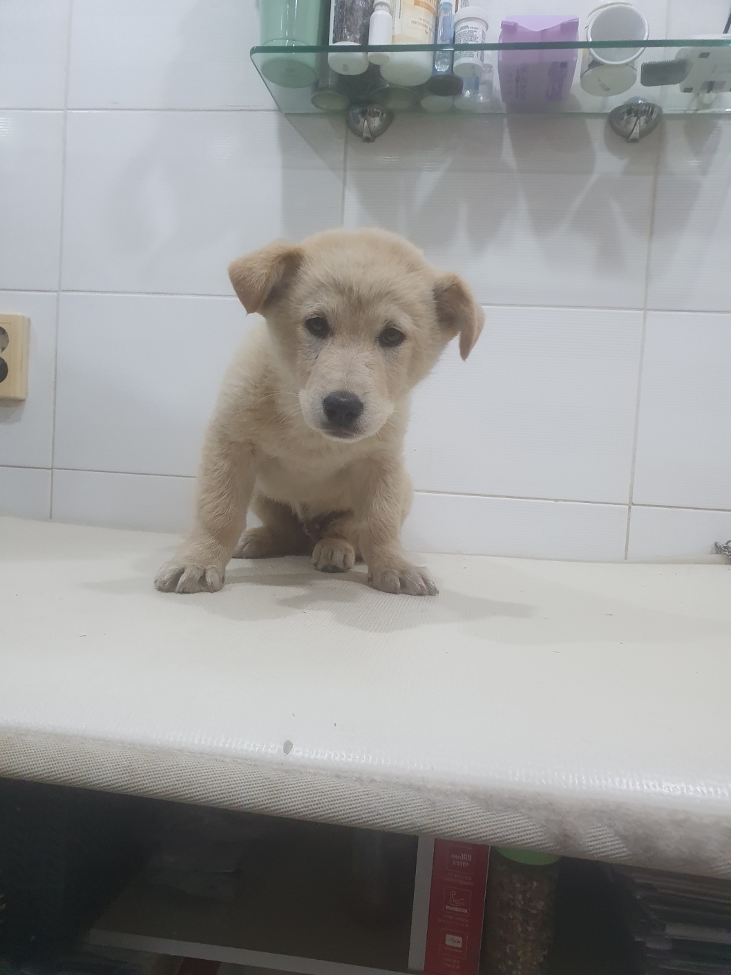 제니스동물병원_427346202500348
