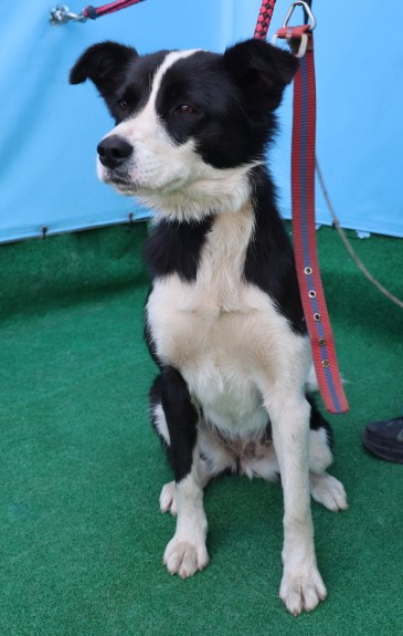 제주 동물보호센터_450650202500930